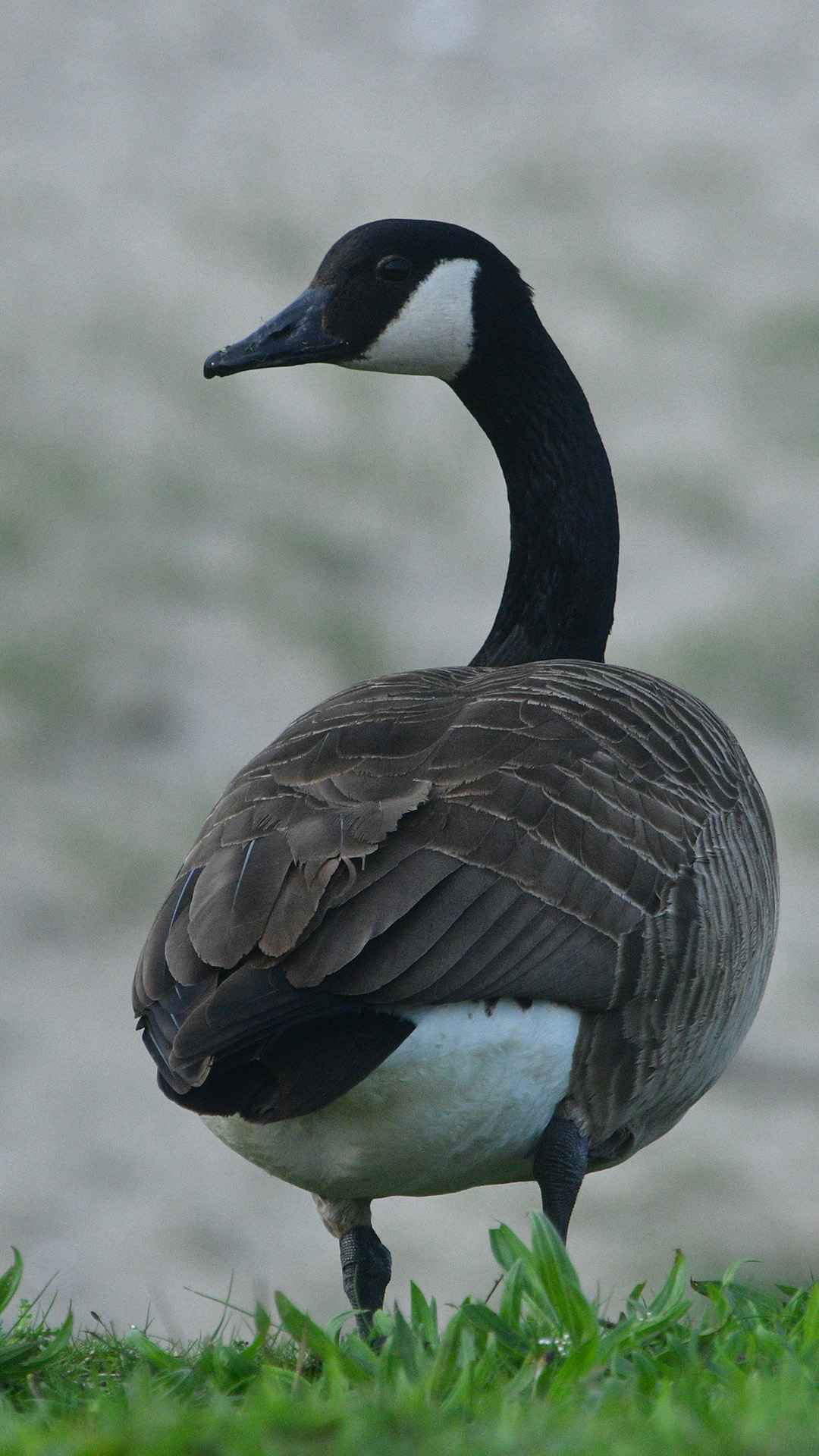 Canada Goose